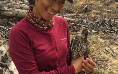 NZ Falcon Breeding Research Update