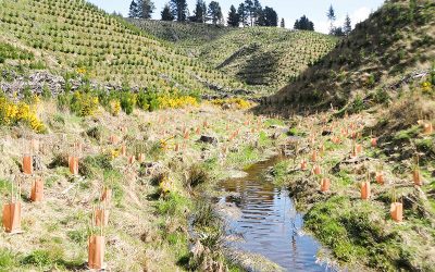 Riparian Planting