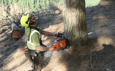 Professional tree-felling certification