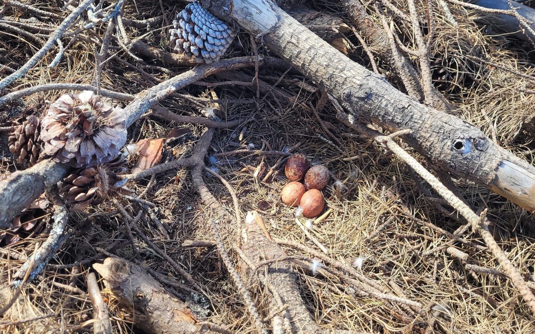 Logging operations make way for nesting falcons/kārearea