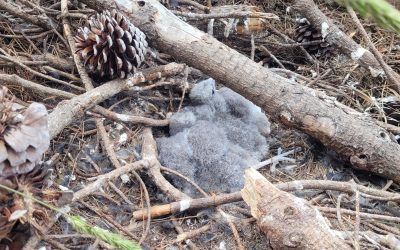 Successful falcon conservation efforts